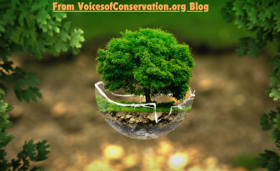 the Voicesofconservation.org blog