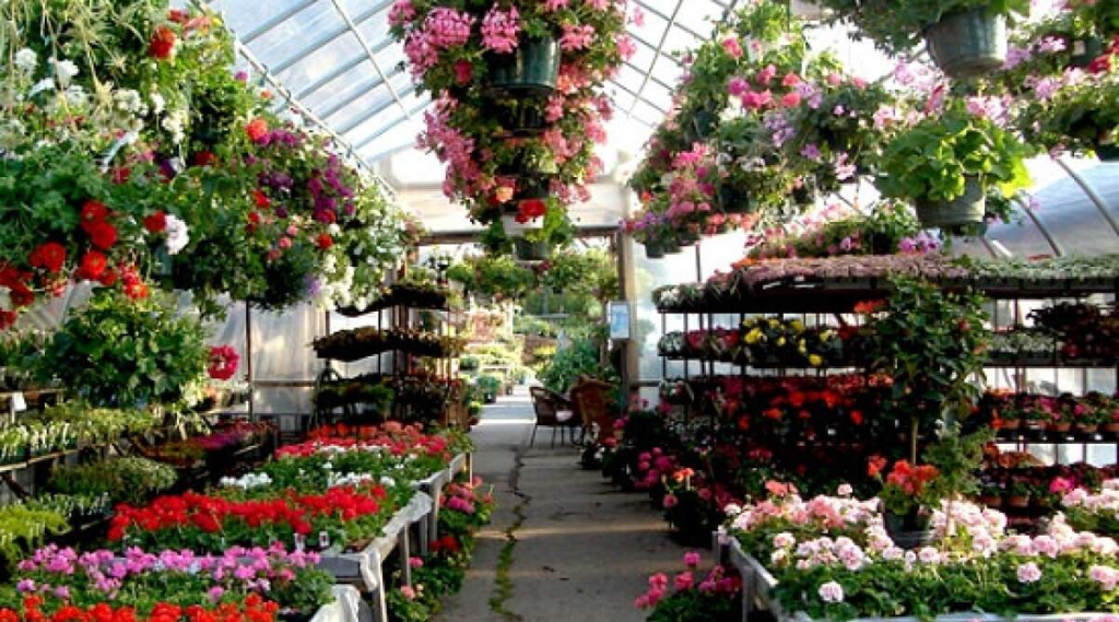 The benefits of plant nurseries webfreen.com