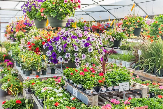 The benefits of plant nurseries webfreen.com